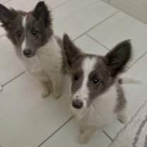 Thumbnail photo of Tallulah #3