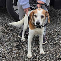 Thumbnail photo of Beau #1