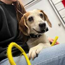 Thumbnail photo of Beau #2