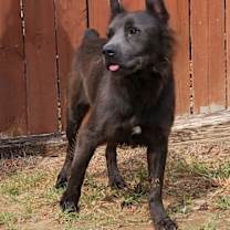 Thumbnail photo of 251408  Lycan #1