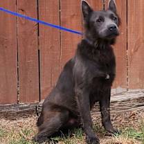 Thumbnail photo of 251408  Lycan #3