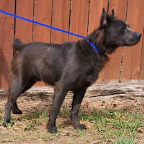 Thumbnail photo of 251408  Lycan #4