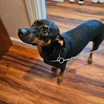 Thumbnail photo of Lucy #2