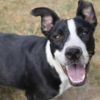 Thumbnail photo of Haruo - KA #4