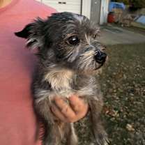 Thumbnail photo of Wicket #2