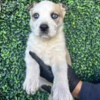 Thumbnail photo of 59985628 #2