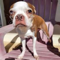 Thumbnail photo of Olive #1