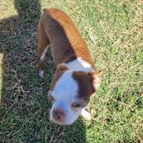 Thumbnail photo of Olive #2