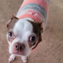 Thumbnail photo of Olive #3