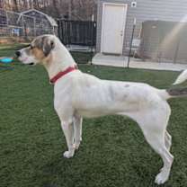 Thumbnail photo of Levi #3