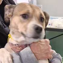 Thumbnail photo of Sheba #1