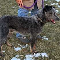 Thumbnail photo of Pupper #2