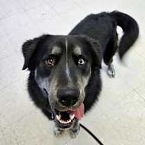 Thumbnail photo of Rocky (bonded with Hazel) #2