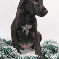 Thumbnail photo of Leo #2