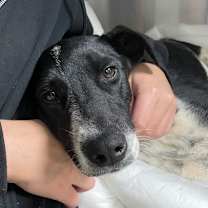 Thumbnail photo of Juniper #2