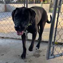 Thumbnail photo of Sadie (Hermione) #3