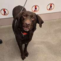 Thumbnail photo of Peppermint Mocha #1