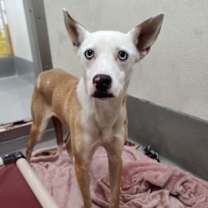 Thumbnail photo of Nala #1