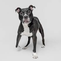 Thumbnail photo of Revere #2