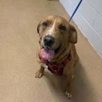 Thumbnail photo of Brentley #3