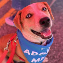 Thumbnail photo of Ice #2