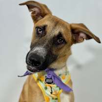 Thumbnail photo of Rosaline #2