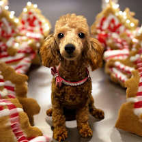 Thumbnail photo of Bernadette-Gorgeous Poodle Puppy! #1