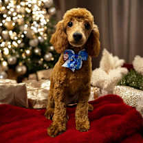 Thumbnail photo of Hermes-Gorgeous Poodle puppy! #2