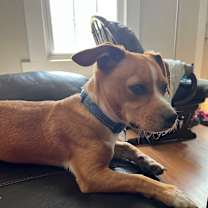 Thumbnail photo of Odie #3