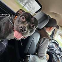 Thumbnail photo of Miss Piggy #1