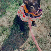 Thumbnail photo of Miss Piggy #2