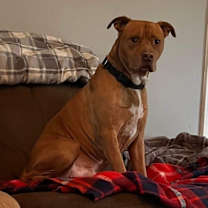 Thumbnail photo of Boss #3