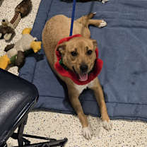 Thumbnail photo of MILLIE #2