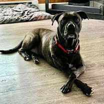 Thumbnail photo of Atlas #4