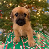 Thumbnail photo of Brr: Blizzard #1