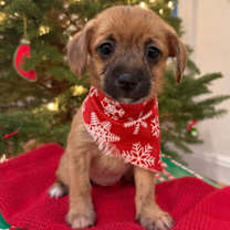 Thumbnail photo of Brr: Flurry #2