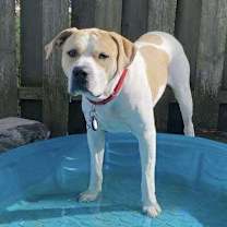 Thumbnail photo of Buddy #3 #2