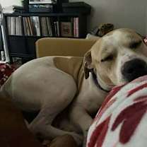 Thumbnail photo of Buddy #3 #4