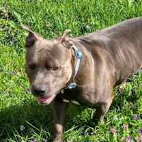 Thumbnail photo of Bruno #3 #1