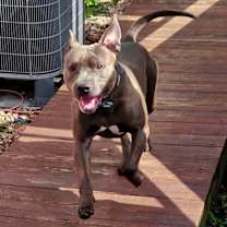 Thumbnail photo of Bruno #3 #2