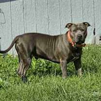 Thumbnail photo of Bruno #3 #3