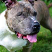 Thumbnail photo of Bonnie #4 #4