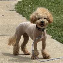 Thumbnail photo of Leo #4