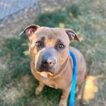 Thumbnail photo of Emmie (Emmy) #1