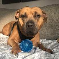 Thumbnail photo of Emmie (Emmy) #2