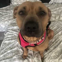 Thumbnail photo of Emmie (Emmy) #3