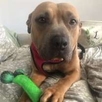 Thumbnail photo of Emmie (Emmy) #4