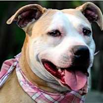 Thumbnail photo of Diamond #2