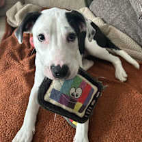 Thumbnail photo of Spot (FKA Kale) #3