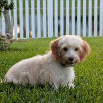 Thumbnail photo of Benny #1